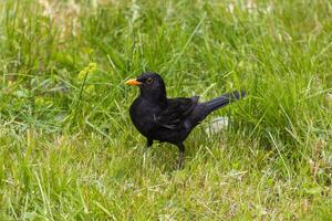 Close up photo of a common blackbird