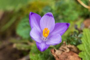 Macro photo of spring flower blooming