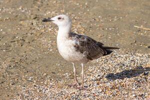 Photo of a seagull relaxing by the sea shore