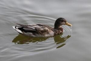 Close up photo of a wild duck swimming in a lake