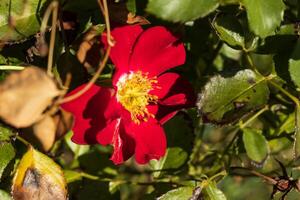 Close up photo of a red flower