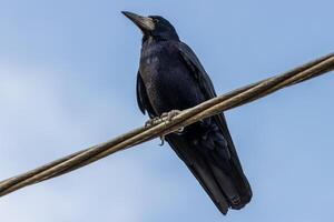 cerca arriba foto de un negro cuervo emplazamiento en un Línea eléctrica