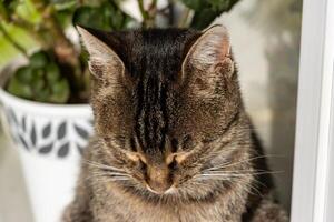 Close up photo of an adorable cute cat relaxing