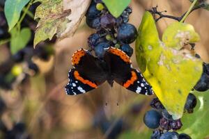 Macro photo of a beautiful red admiral butterfly