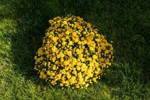 Close-up photo of a bouquet of yellow flowers