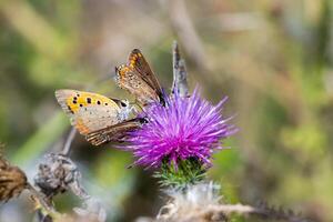 Macro photo of butterflies on a purple flower