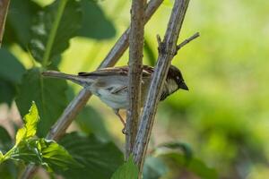 Close up photo of a little sparrow siting on a branch