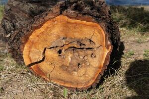 Photo of the interior of a cut down tree