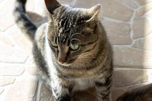 Close up photo of an adorable cat