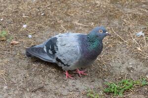 Close up photo of an adorable little pigeon