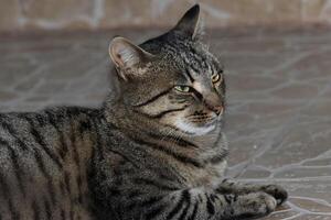 Close up photo of an adorable cat