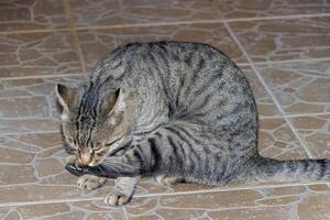 Close-up photo of an adorable cute cat