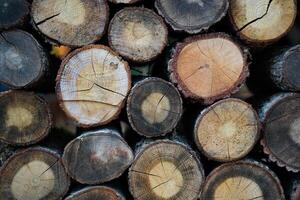 Stacked Loggs of Pine Tree photo