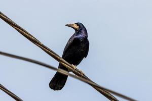 Close up photo of a black crow siting on a powerline