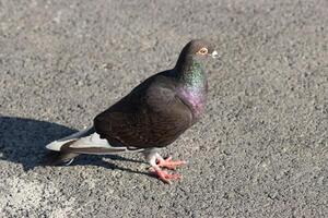 Close up photo of a vibrant pigeon