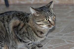 Close up photo of an adorable cat