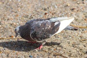 Photo of a pigeon relaxing in the sand