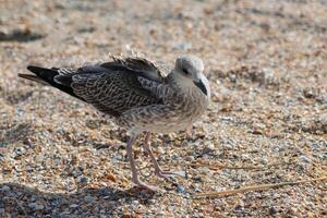 foto de un Gaviota relajante por el mar apuntalar