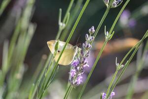 macro foto de un mariposa Bebiendo néctar desde un flor