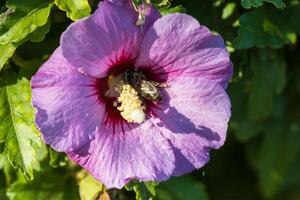 Macro photo of a bee gathering pollen from a wild flower