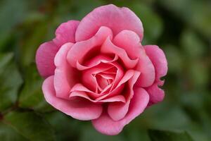 Macro photo of a pink rose