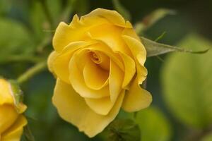 Macro photo of a beautiful vibrant yellow rose