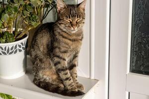 Close up photo of an adorable cute cat relaxing