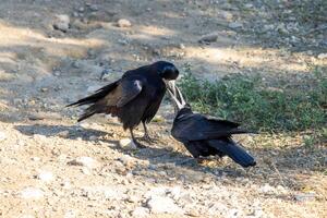 lose up photo of crow pair sharing food