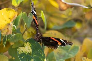 Macro photo of a beautiful red admiral butterfly