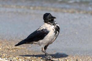 Photo of a hodded crow relaxing on the beach