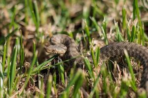 foto de un serpiente en el césped