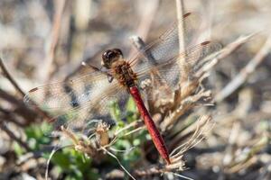 Macro photo of a red dragonfly with its wings wide open