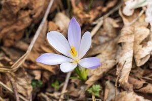 Macro photo of spring flower blooming