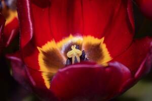 rojo tulipán flor macro foto