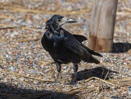 Close up photo of a black crow relaxing in the sand