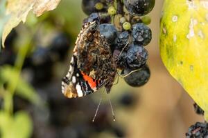 Macro photo of a beautiful red admiral butterfly