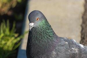 Close up photo of a vibrant pigeon