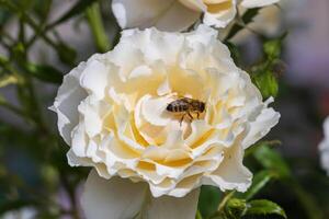 Macro photo of a a bee gathering pollen a flower