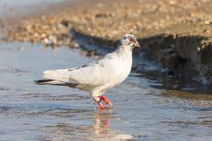 Close up photo of an adorable little pigeon