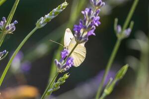 Macro photo of a butterfly drinking nectar from a flower