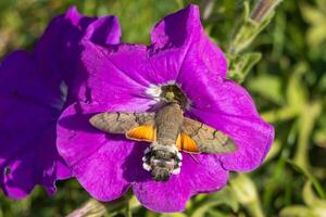 Macro photo of a king moth drinking nectar from a flower