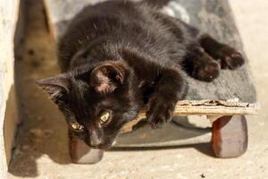 Photo of an adorable cute baby cat relaxing on a skateboard