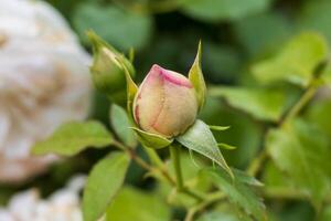 Photo of a blooming flower bulb