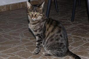 cerca arriba foto de un adorable gato