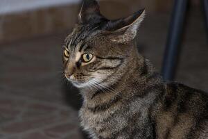 Close up photo of an adorable cat