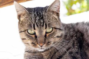 Close up photo of an adorable cat