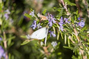 Macro photo of a white butterfly drinking nectar from a flower