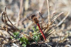 Macro photo of a red dragonfly with its wings wide open