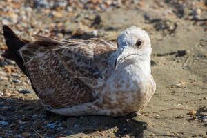 Photo of a seagull relaxing by the sea shore