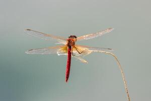 Macro photo of a red dragonfly with its wings wide open